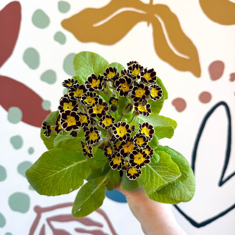 Primula × polyantha 'Gold Laced' - Gold - Laced Primrose - Sprouts of Bristol
