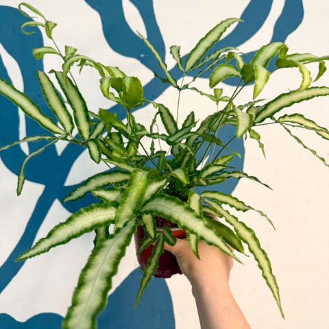 Pteris cretica 'Albolineata' - Ribbon Fern - Sprouts of Bristol