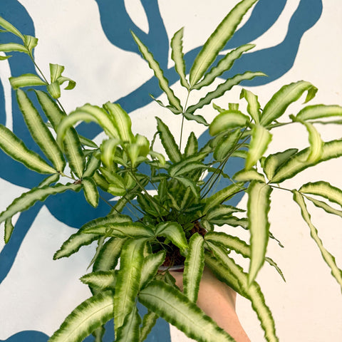 Pteris cretica 'Albolineata' - Ribbon Fern - Sprouts of Bristol