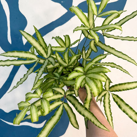 Pteris cretica 'Albolineata' - Ribbon Fern - Sprouts of Bristol