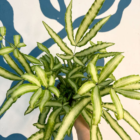 Pteris cretica 'Albolineata' - Ribbon Fern - Sprouts of Bristol
