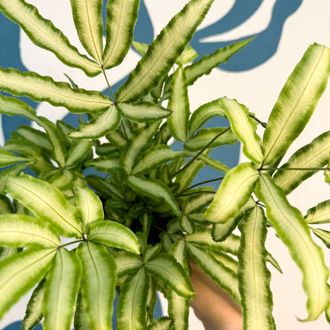 Pteris cretica 'Albolineata' - Ribbon Fern - Sprouts of Bristol