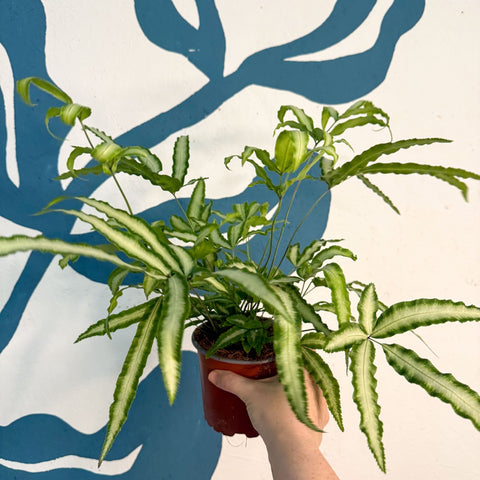 Pteris cretica 'Albolineata' - Ribbon Fern - Sprouts of Bristol