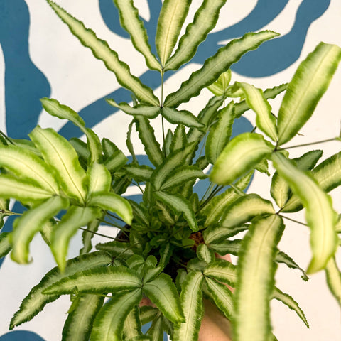Pteris cretica 'Albolineata' - Ribbon Fern - Sprouts of Bristol