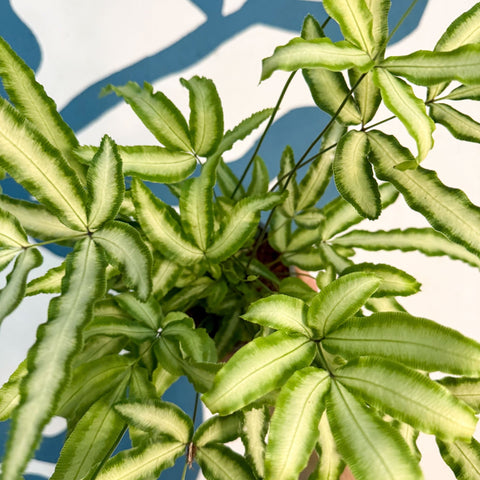Pteris cretica 'Albolineata' - Ribbon Fern - Sprouts of Bristol