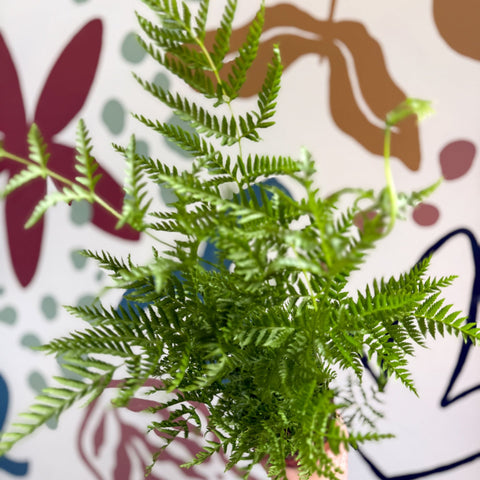 Pteris straminea – Silver Brake Fern - Sprouts of Bristol