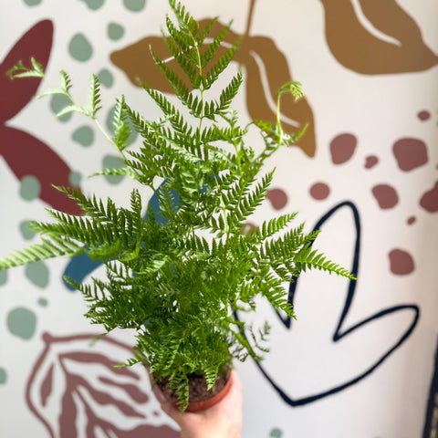 Pteris straminea – Silver Brake Fern - Sprouts of Bristol
