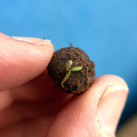 Red Campion Wildflower Seedball Tubes - Sprouts of Bristol