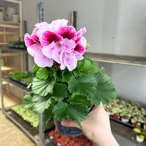 Regal Pelargonium ‘Bella Donna’ – Blush & Hot Pink - Sprouts of Bristol