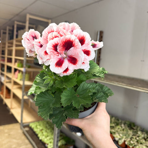 Regal Pelargonium ‘Bella Donna’ – White & Coral Flame - Sprouts of Bristol