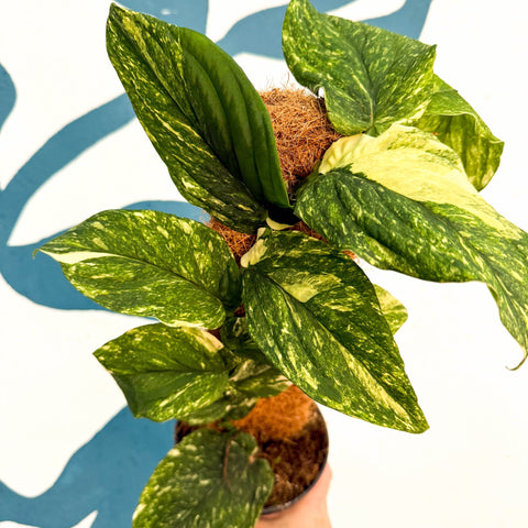 Rhaphidophora korthalsii ‘Variegata’ – Variegated Shingle Plant - Sprouts of Bristol