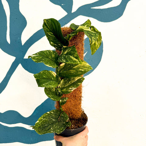 Rhaphidophora korthalsii ‘Variegata’ – Variegated Shingle Plant - Sprouts of Bristol