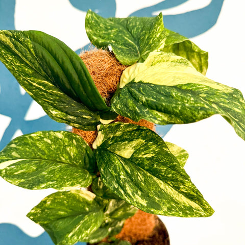 Rhaphidophora korthalsii ‘Variegata’ – Variegated Shingle Plant - Sprouts of Bristol
