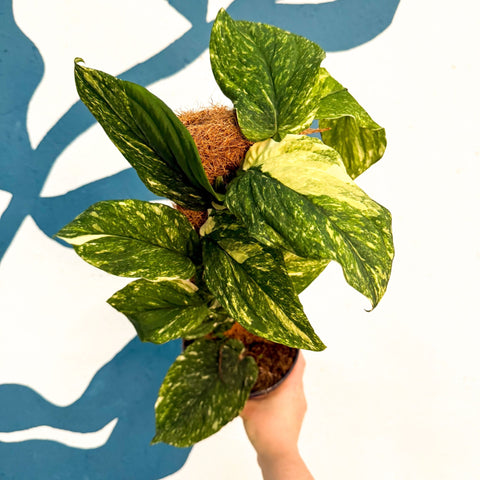 Rhaphidophora korthalsii ‘Variegata’ – Variegated Shingle Plant - Sprouts of Bristol