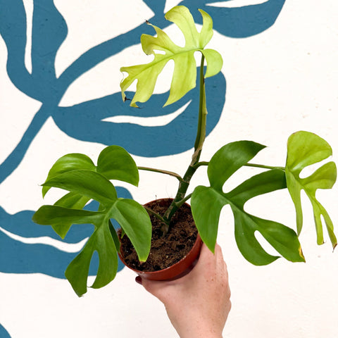 Rhaphidophora tetrasperma 'Goldrush' - Monstera Minima - Sprouts of Bristol