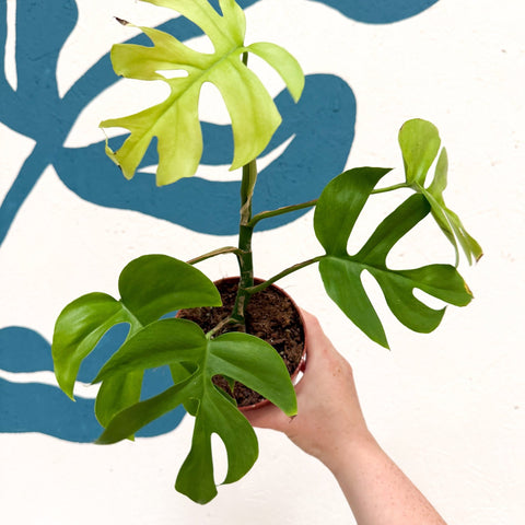 Rhaphidophora tetrasperma 'Goldrush' - Monstera Minima - Sprouts of Bristol