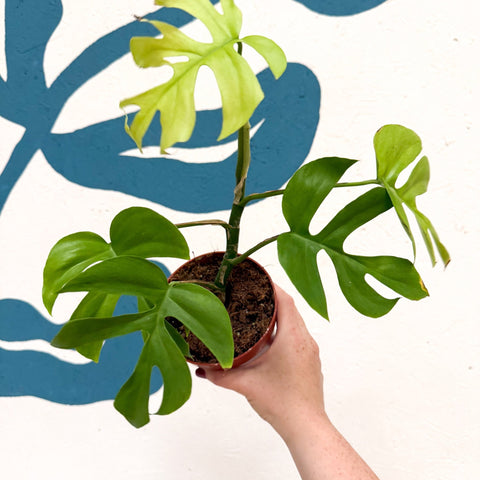 Rhaphidophora tetrasperma 'Goldrush' - Monstera Minima - Sprouts of Bristol