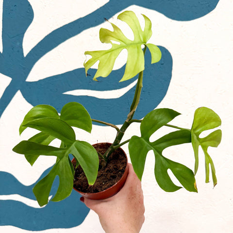 Rhaphidophora tetrasperma 'Goldrush' - Monstera Minima - Sprouts of Bristol