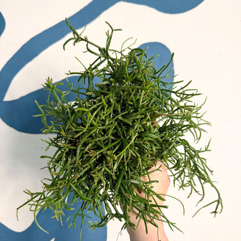 Rhipsalis teres f. prismatica – Prism Mistletoe Cactus - Sprouts of Bristol