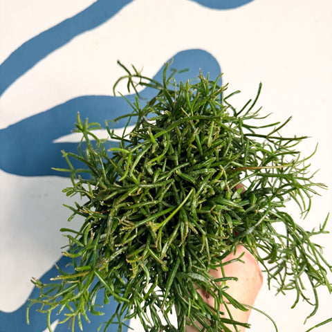 Rhipsalis teres f. prismatica – Prism Mistletoe Cactus - Sprouts of Bristol