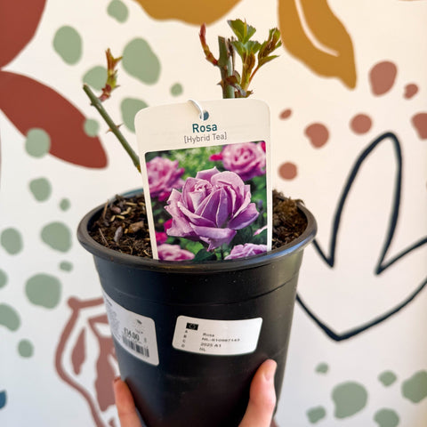 Rosa - Blue / Lilac Hybrid Tea Rose - Sprouts of Bristol