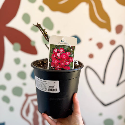 Rosa (Floribunda Group) - Pink / Red and White Polyantha Rose - Sprouts of Bristol