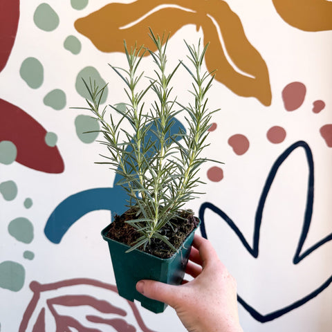 Rosmarinus officinalis 'Miss Jessopp's Upright' - Rosemary - Cotswolds Grown Culinary Herbs - Sprouts of Bristol