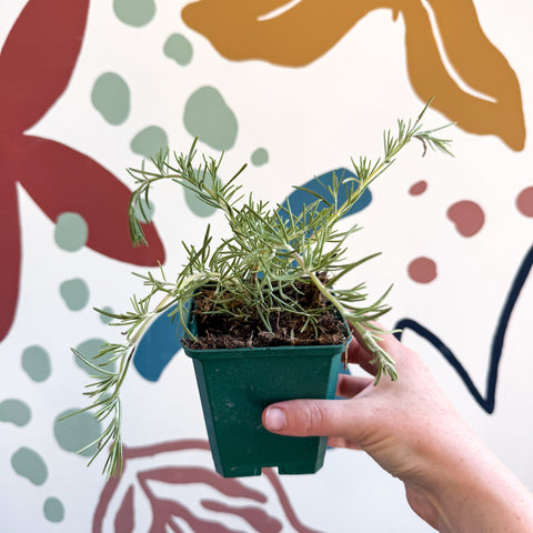 Rosmarinus prostratus 'Boule' - Trailing Rosemary - Cotswolds Grown Culinary Herbs - Sprouts of Bristol