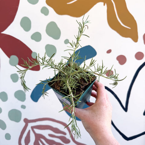 Rosmarinus prostratus 'Boule' - Trailing Rosemary - Cotswolds Grown Culinary Herbs - Sprouts of Bristol