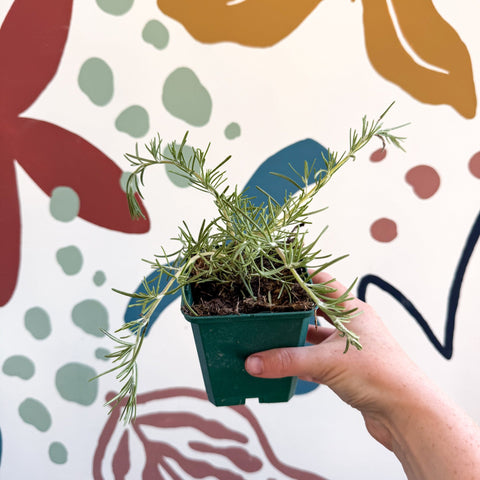 Rosmarinus prostratus 'Boule' - Trailing Rosemary - Cotswolds Grown Culinary Herbs - Sprouts of Bristol