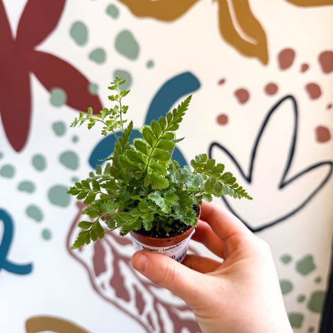 Rumohra adiantiformis ‘Variegata’ - Leatherleaf Fern - Sprouts of Bristol