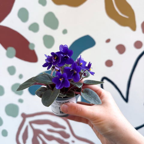 Saintpaulia ‘Little Blue Boy’ – Mini African Violet - Sprouts of Bristol