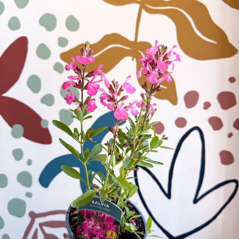 Salvia greggii 'Mirage Pink' - Autumn Sage - English Grown Perennial - Sprouts of Bristol