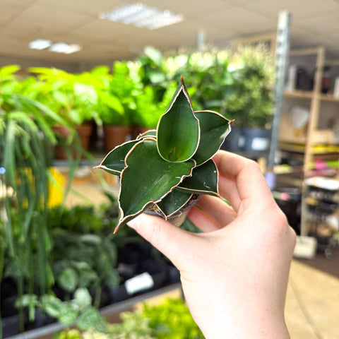 Sansevieria ehrenbergii ‘Samurai’ – Samurai Snake Plant - Sprouts of Bristol