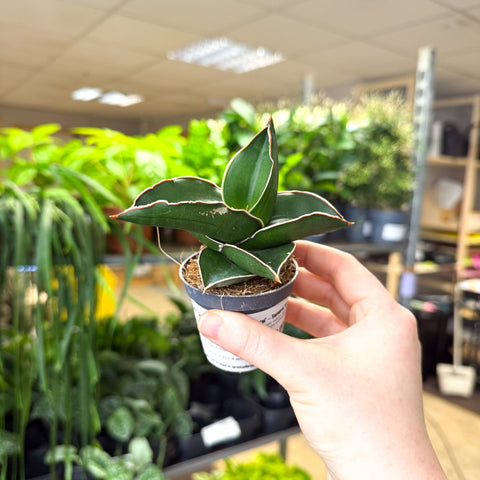 Sansevieria ehrenbergii ‘Samurai’ – Samurai Snake Plant - Sprouts of Bristol