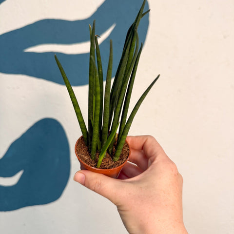Sansevieria ‘Fernwood Mikado’ – Snake Plant - Sprouts of Bristol