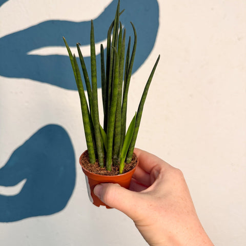 Sansevieria ‘Fernwood Mikado’ – Snake Plant - Sprouts of Bristol