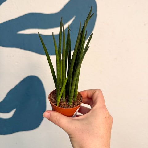 Sansevieria ‘Fernwood Mikado’ – Snake Plant - Sprouts of Bristol