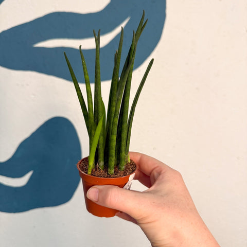 Sansevieria ‘Fernwood Mikado’ – Snake Plant - Sprouts of Bristol