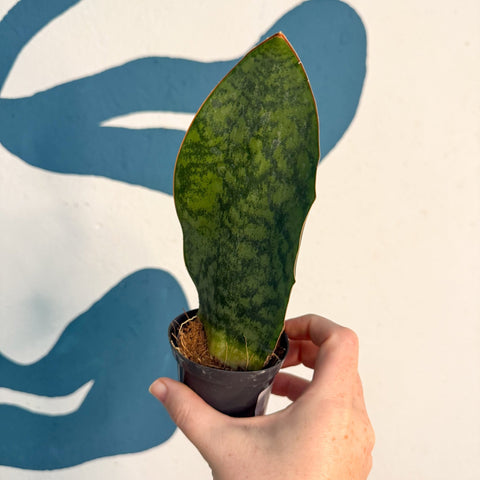 Sansevieria masoniana 'Victoria' - Whale Fin Snake Plant - Sprouts of Bristol