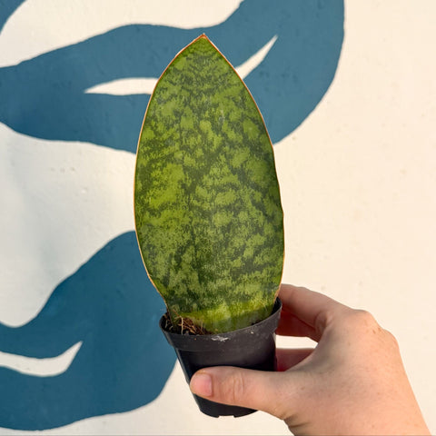 Sansevieria masoniana 'Victoria' - Whale Fin Snake Plant - Sprouts of Bristol