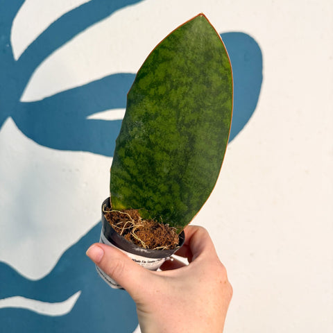 Sansevieria masoniana 'Victoria' - Whale Fin Snake Plant - Sprouts of Bristol