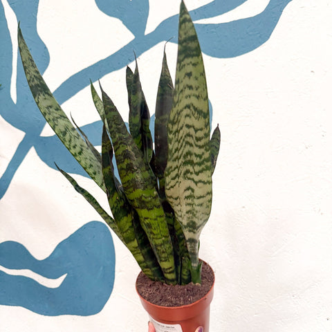 Sansevieria trifasciata 'Black Coral' - Snake Plant - Sprouts of Bristol