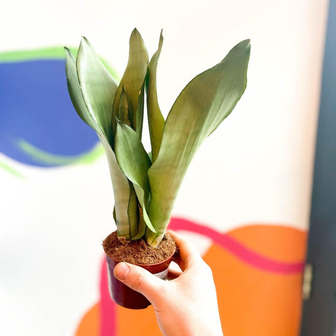 Sansevieria trifasciata 'Moonshine' - Snake Plant - Sprouts of Bristol