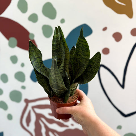 Sansevieria zeylanica ‘Compacta’ - Compact Snake Plant - Sprouts of Bristol