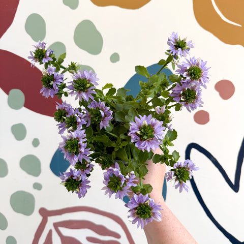 Scaevola ‘A Blue Touch’ - Fan Flower - Sprouts of Bristol