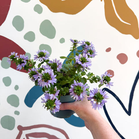 Scaevola ‘A Blue Touch’ - Fan Flower - Sprouts of Bristol