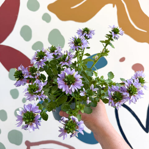 Scaevola ‘A Blue Touch’ - Fan Flower - Sprouts of Bristol