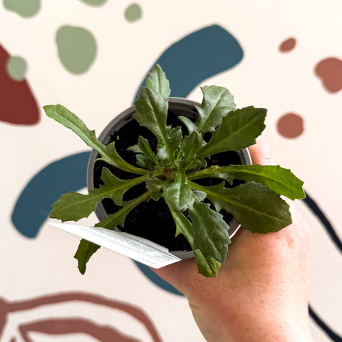 Scaevola 'Abanico Blue' - British Grown - Sprouts of Bristol