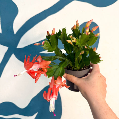 Schlumbergera - Bright Orange Holiday Cactus - Sprouts of Bristol